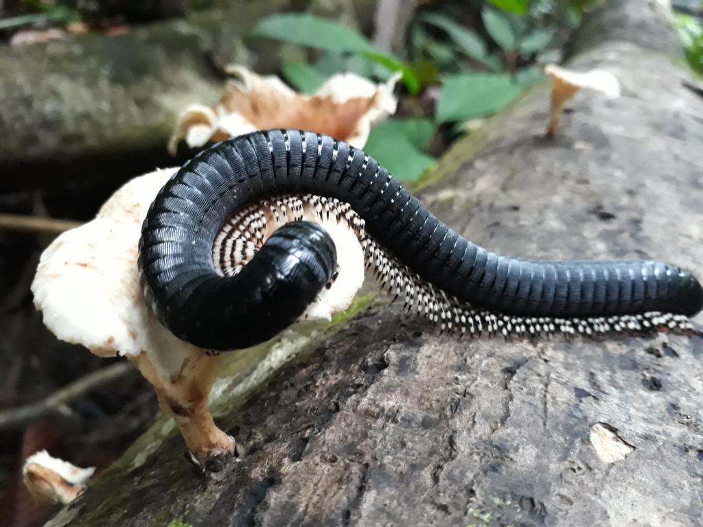 ホテル Sinharaja Rest デニヤヤ エクステリア 写真